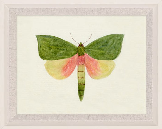 Hubbard Butterfly, Small: 146, in Wood Frame