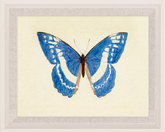 Hubbard Butterfly, Small: 135, in Wood Frame