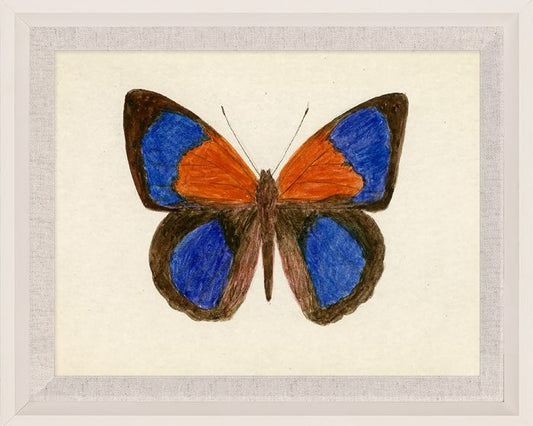 Hubbard Butterfly, Small: 137, in Wood Frame