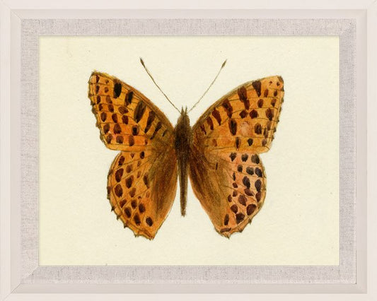 Hubbard Butterfly, Small: 52, in Wood Frame